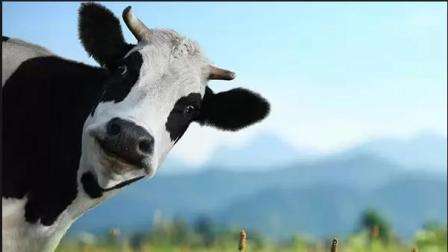 В Терском районе украденную корову нашли по частям