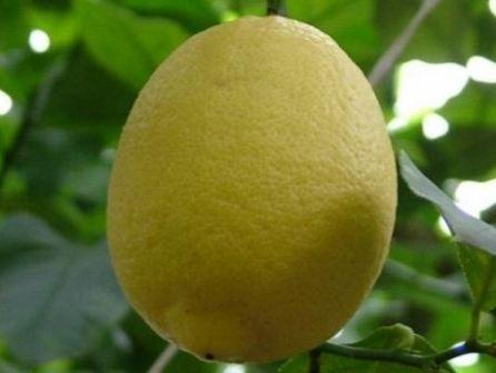 Новогрущинский лимон