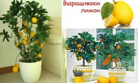 Как вырасти лимон дома