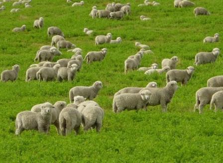 уход за овцами