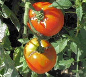 растрескование томатов