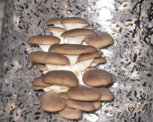 грибы вешенки