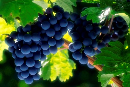 лучшие сорта винограда