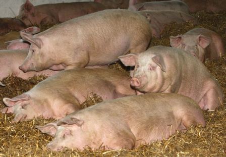 мясные породы свиней