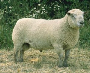 вендейская овца 