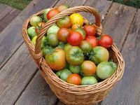 Овощеводство, томаты, дозаривание томата, способы дозаривания помидоров