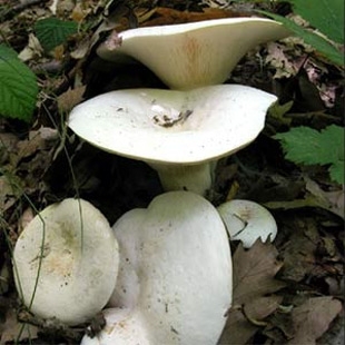 грибы груздья фото