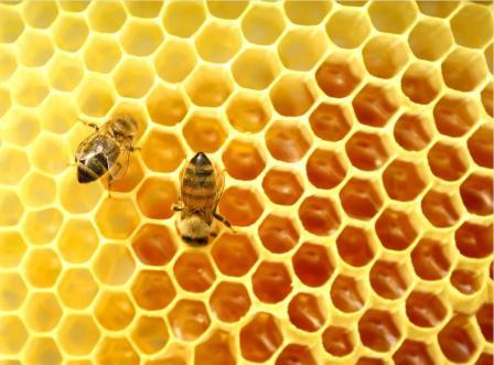 пчелы весной видео