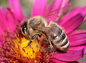 пчела на цветке фото