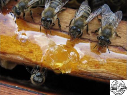 Весенняя подкормка пчел