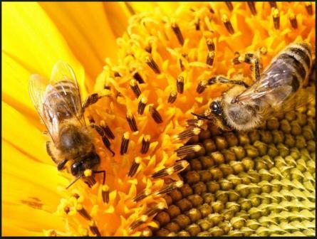 пчелы на цветах фото