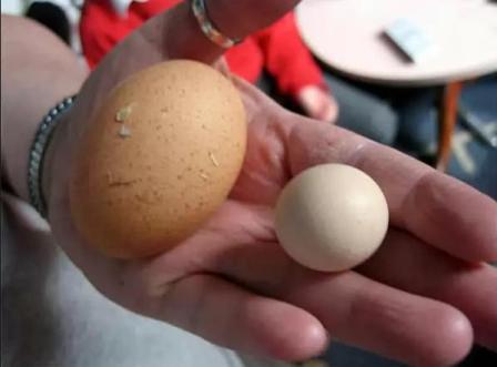 Почему куры несут мелкие яйца