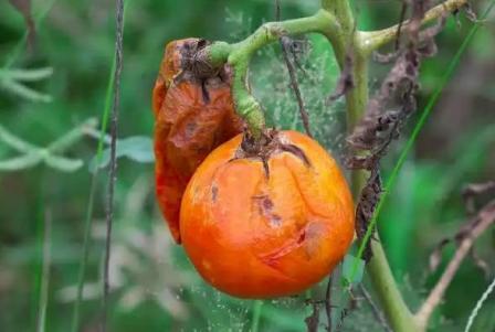 Борьба с фитофторой на томатах народными средствами