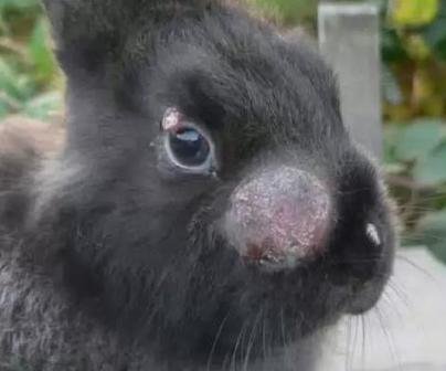 Геморрагическая болезнь кроликов