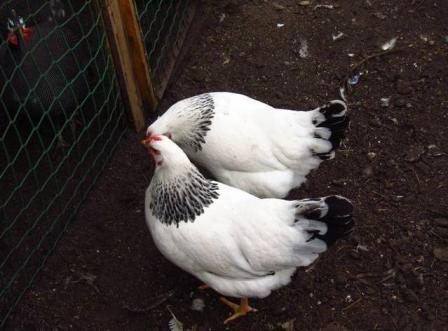 Первомайская порода кур