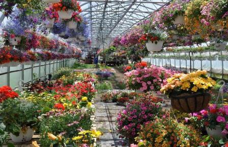 выращивание цветов в теплице как бизнес