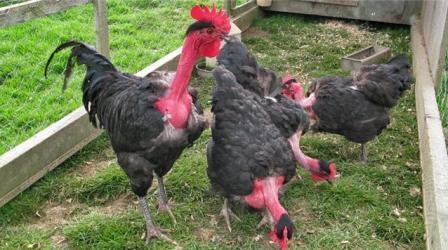 Голошейная порода кур