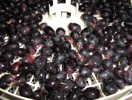 Сушить виноград в сушилке