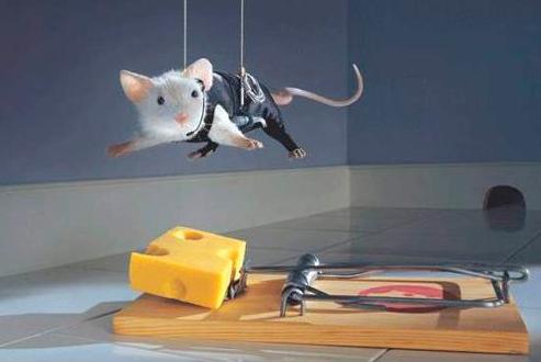 Как избавится от мышей