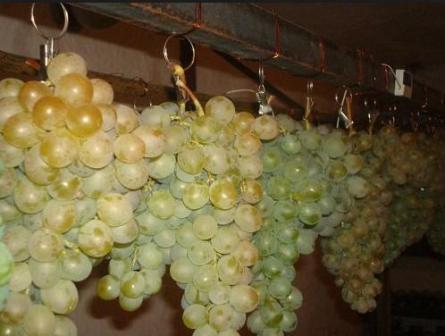 подвешиваем виноград