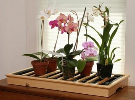 Правильное освещение домашней орхидеи