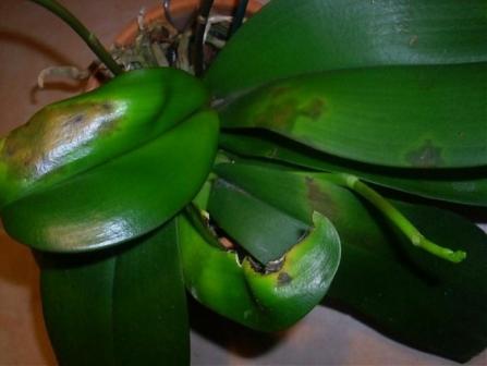 болезни домашних орхидей фото