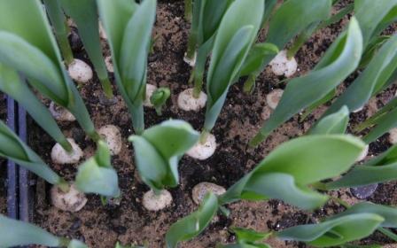 как вырастить тюльпаны к 8 марта