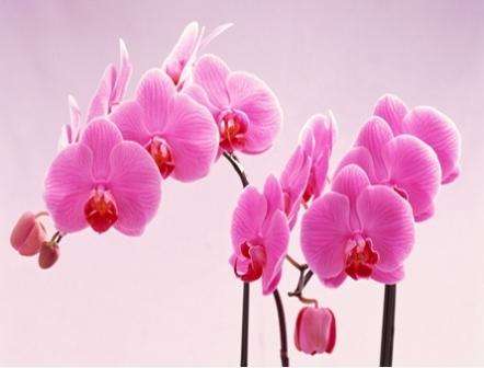 как цветет орхидея