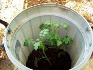 выращиваем картофель в бочках