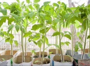 как выращивать семена помидор для рассады 