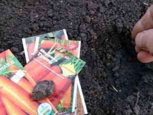 как правильно посадить морковь семенами