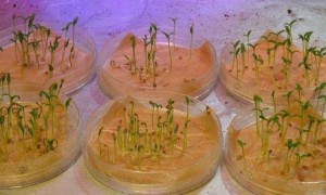 проращивание семян томатов