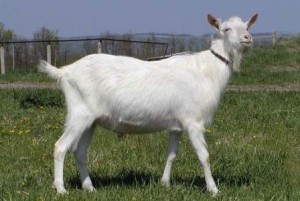 Горьковская порода коз