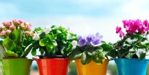 Удобрение для комнатных растений в домашних условиях