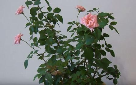 Обрезка розы фото