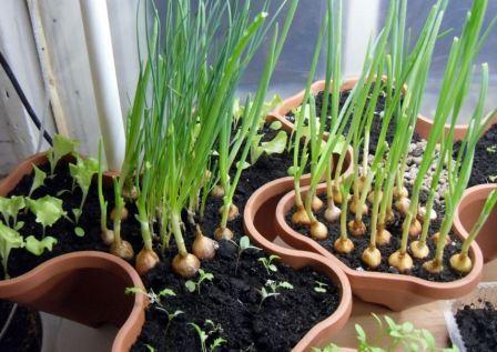 как выращивать зелень на подоконнике круглый год