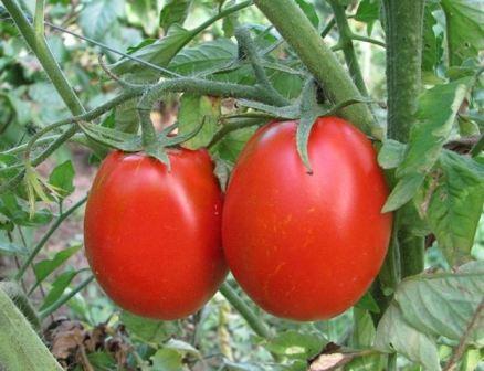 безрассадный способ выращивания томатов в открытом грунте