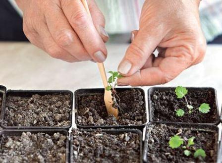 Как вырастить рассаду земляники из семян