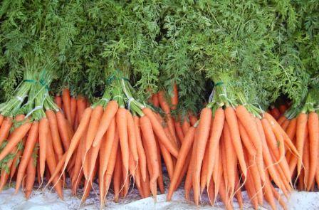 что посадить после моркови на следующий год