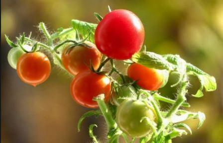 какие сорта помидоров самые урожайные для теплиц