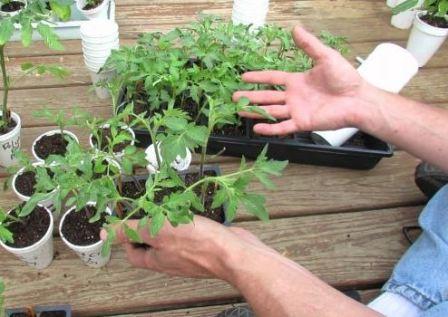 как вырастить рассаду томатов