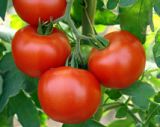 tomaty