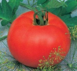 томат манечка 