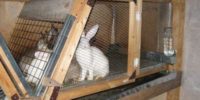 фото клетки для кроликов